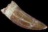 Serrated, Carcharodontosaurus Tooth #85816-1